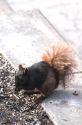 25th Apr 2014 - Black squirrel with the brown pants??