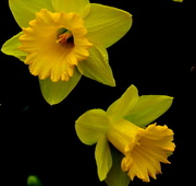 25th Apr 2014 - Daffodils in the rain