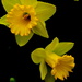 Daffodils in the rain by jayberg