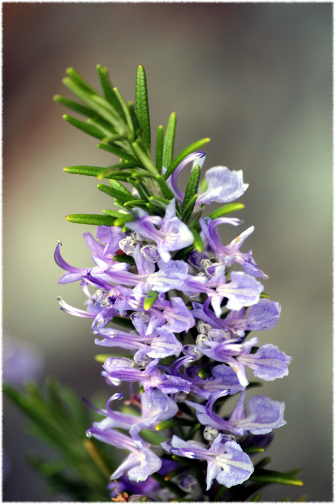 Rosemary by phil_howcroft