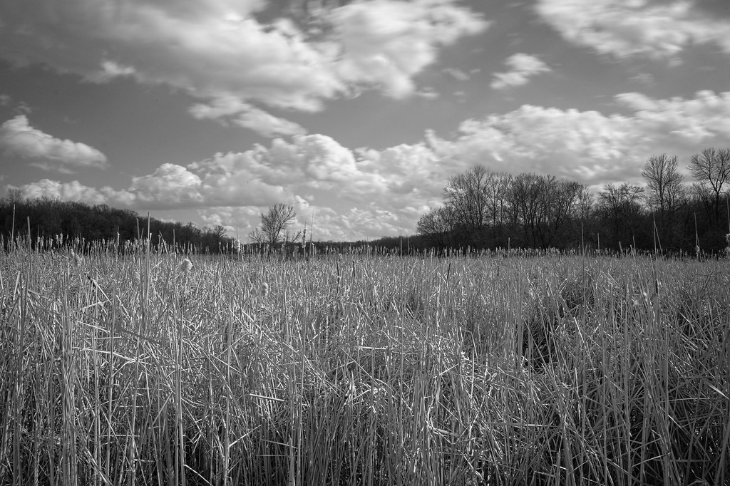 Wetlands and Clouds by tosee