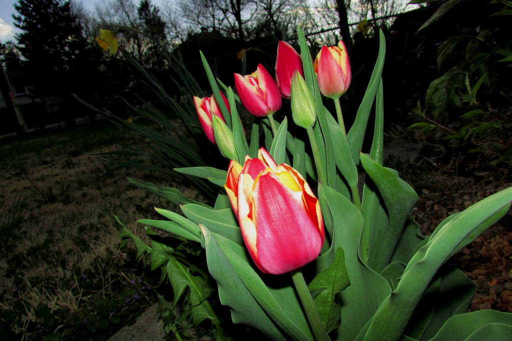 Tulip Season Is In Bloom by randy23