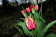 25th Apr 2014 - Tulip Season Is In Bloom