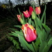Tulip Season Is In Bloom by randy23