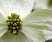 24th Apr 2014 - April 24: Dogwood Abstract
