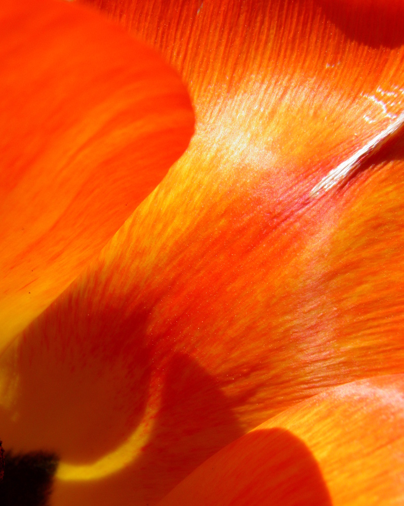 April 25: Abstract in Orange and Red by daisymiller