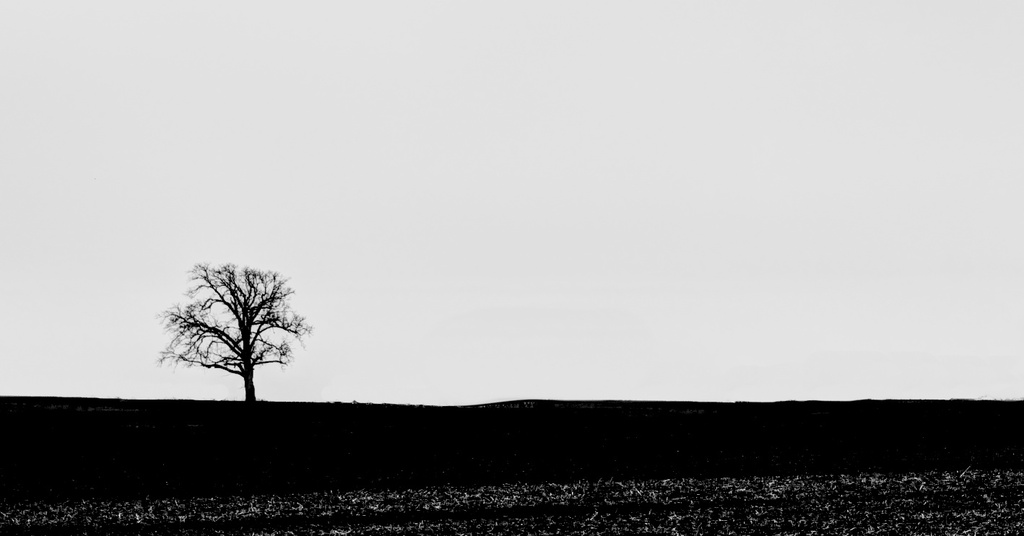 Lone Tree in Black & White by taffy