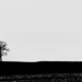 Lone Tree in Black & White by taffy