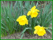 24th Apr 2014 - Daffodils in bloom