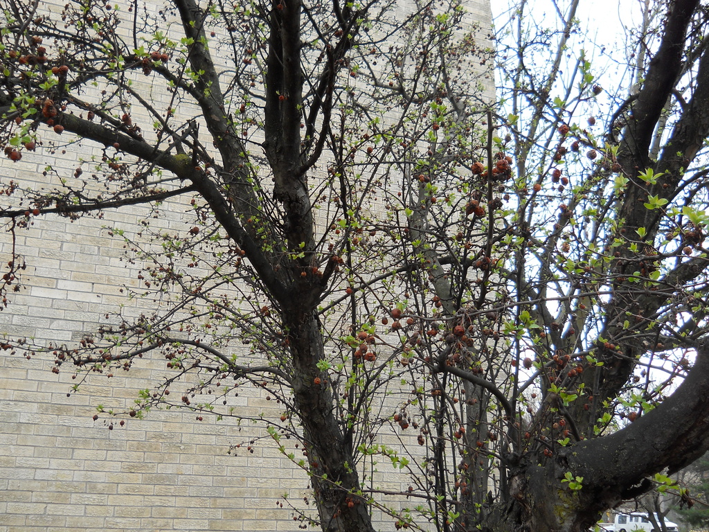 Tree has new leaves! by kchuk