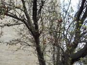 25th Apr 2014 - Tree has new leaves!