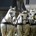 4 White Marble horses by parisouailleurs