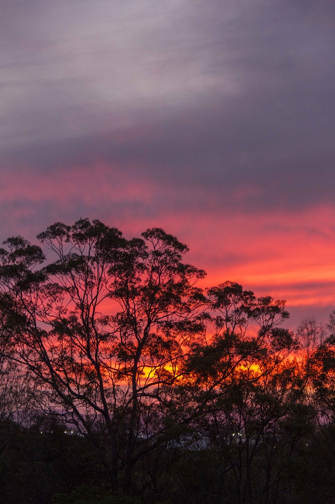 On fire  by corymbia