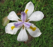 4th Oct 2010 - Orchid - After the Rain