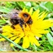 Bumble Bee by carolmw