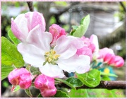 26th Apr 2014 - Apple Blossom In The Rain