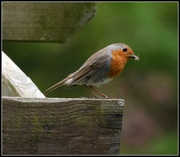 26th Apr 2014 - Our second robin family