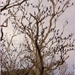 Cormorants by ubobohobo