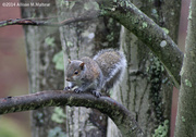 26th Apr 2014 - Young Squirrel