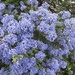 Ceanothus  by foxes37