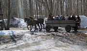 24th Apr 2014 - Cabane a Sucre Horse and Buggy ride.