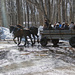 Cabane a Sucre Horse and Buggy ride. by hellie
