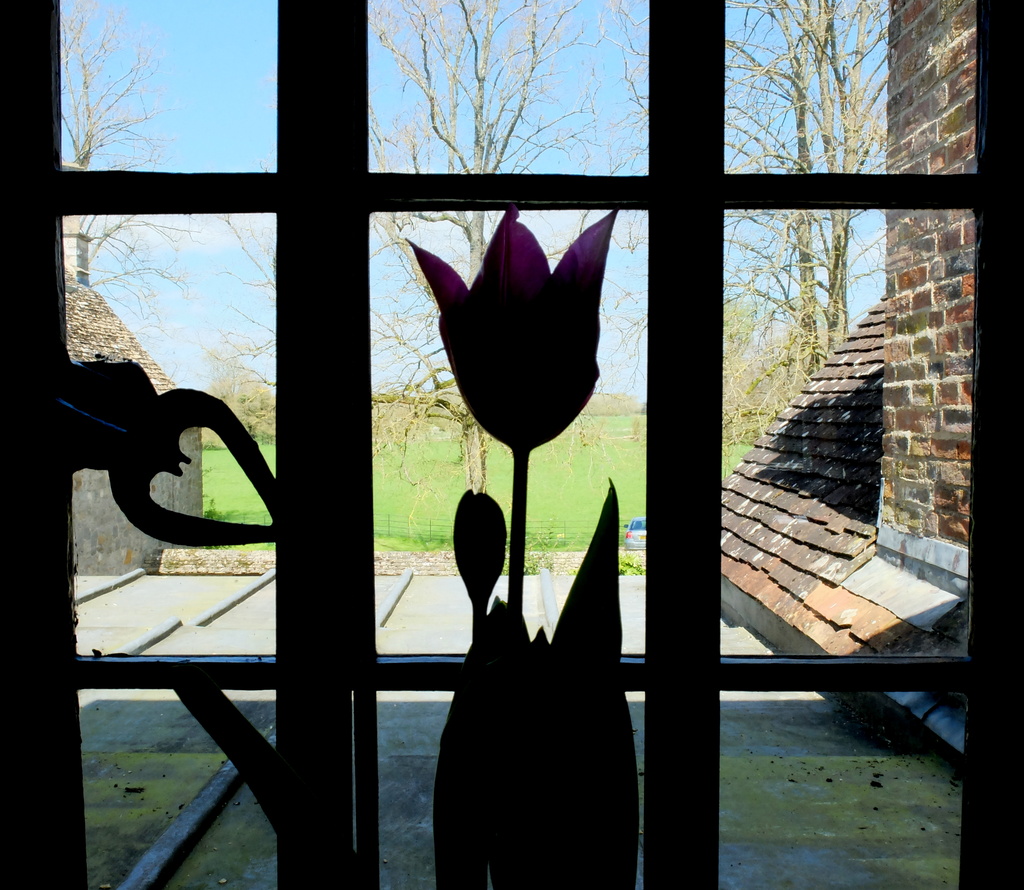 tulip in a vase on a window sill.............. by quietpurplehaze