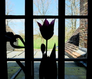 26th Apr 2014 - tulip in a vase on a window sill..............