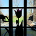 tulip in a vase on a window sill.............. by quietpurplehaze