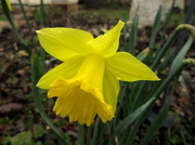26th Apr 2014 - Finally, our first Daffodil