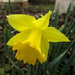 Finally, our first Daffodil by bruni
