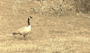 24th Apr 2014 - Colorless Goose