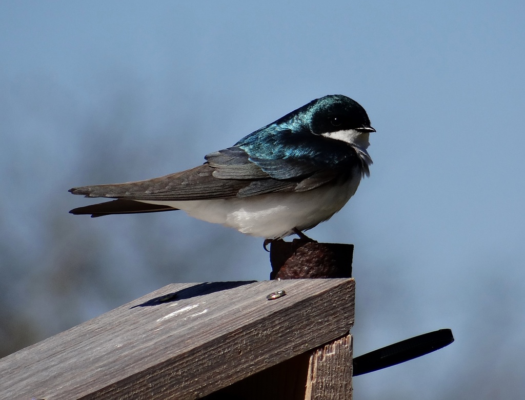 Another Tree Swallow by annepann