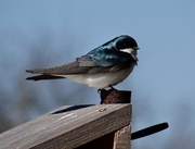 25th Apr 2014 - Another Tree Swallow