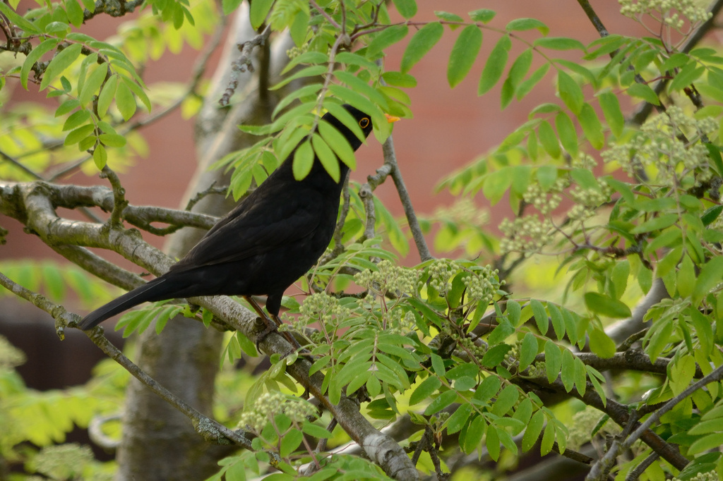 Blackbird by richardcreese