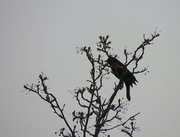 18th Apr 2014 - Redwing Blackbird!