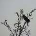 Redwing Blackbird! by homeschoolmom