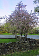 23rd Apr 2014 - Springtime in Virginia!