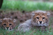 26th Apr 2014 - Cheetah Cubs