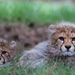Cheetah Cubs by leonbuys83