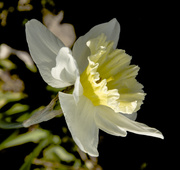 23rd Apr 2014 - Narcissus PS