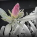 Convolvulus cneorum by kiwiflora