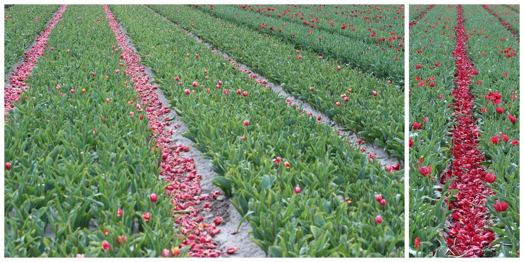 Last pic. of the Tulips fields  by pyrrhula