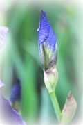 23rd Apr 2014 - The Making of an Iris