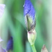 The Making of an Iris by genealogygenie