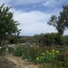 Iris garden by chimfa