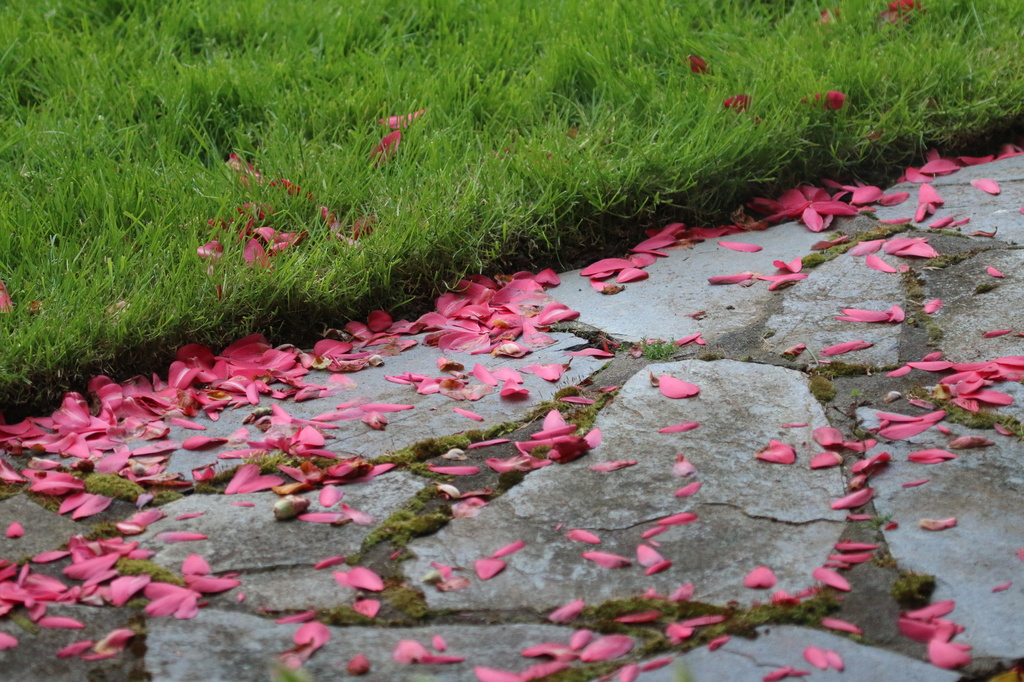 Carpet of Petals by kimmer50