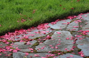 24th Apr 2014 - Carpet of Petals