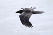 26th Apr 2014 - Raven in Flight