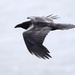 Raven in Flight by kimmer50